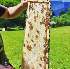 BED-Bienen
