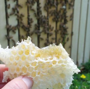 BED-Bienenvölker