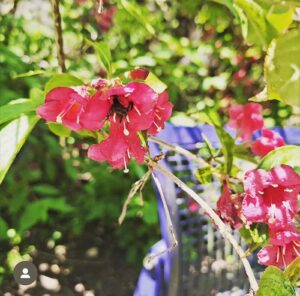 Bienen im BED Businesspark